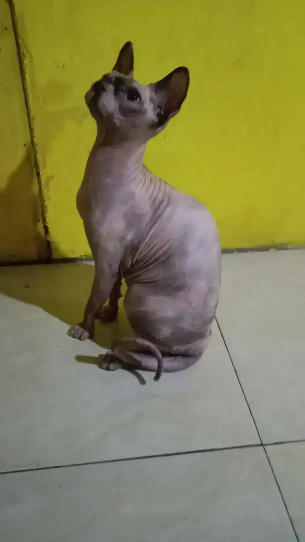 kucing sphynx betina