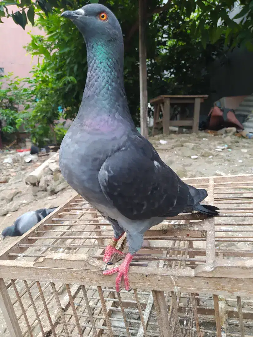 Burung merpati dara