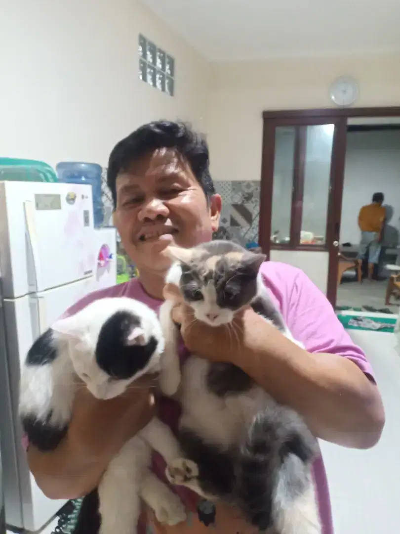 Adopsi kucing  persia sepasang usia 8 bln