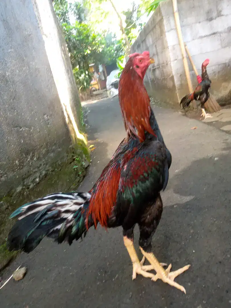 Ayam Bangkok koytrad