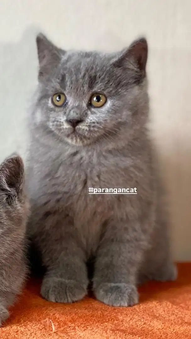 Kitten british shorthair bsh betina jantan  non ped anakan import