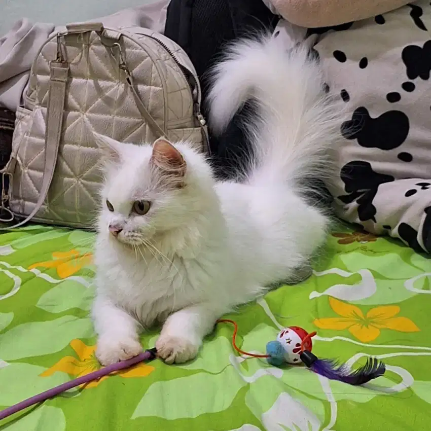 Kucing persia bisa diantar jakarta