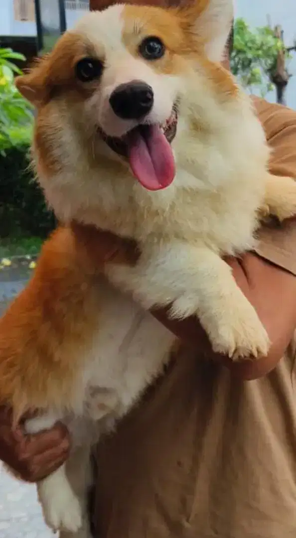 ANJING CORGI BETINA