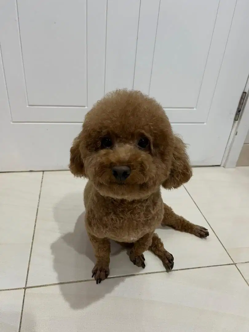 Dijual anjing poodle pinter