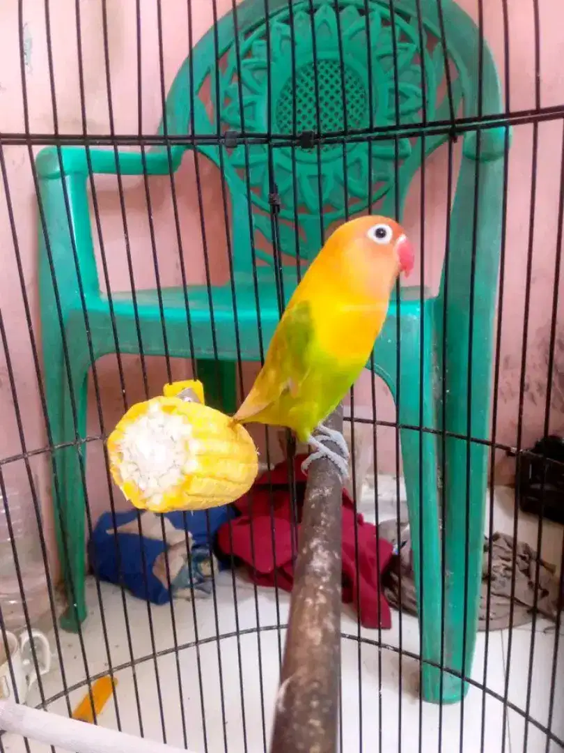 Lovebird jantan fighter harga net no nego