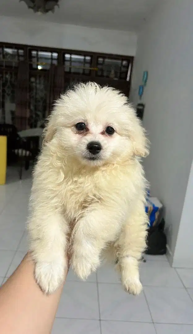 Anjing pomapo lucu