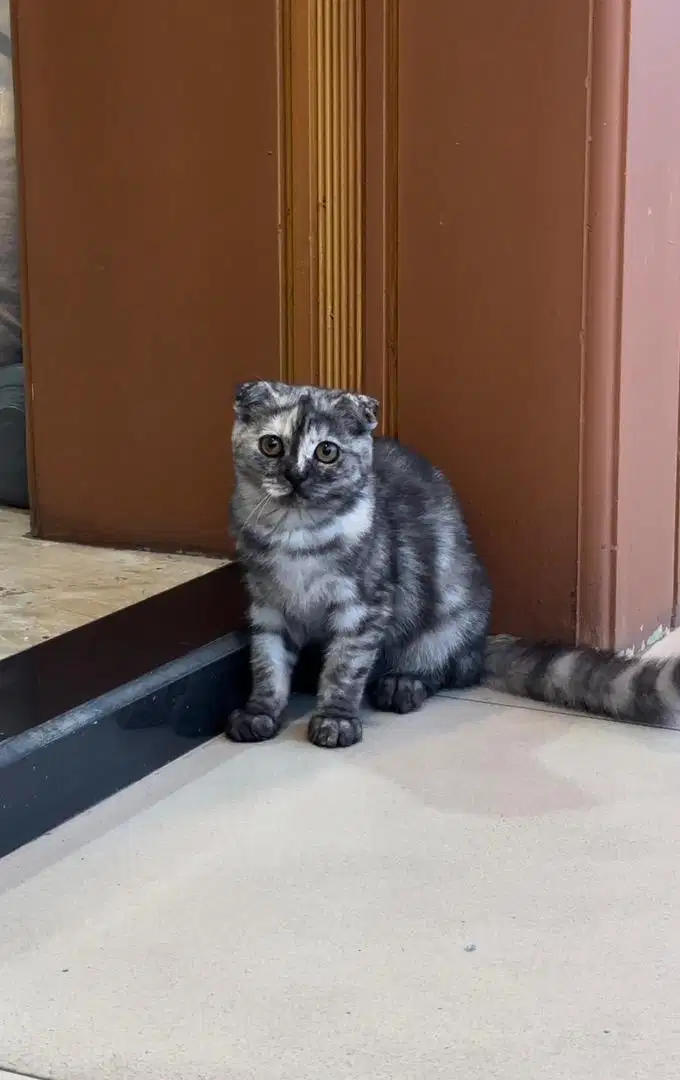 kucing scottish fold x bsh