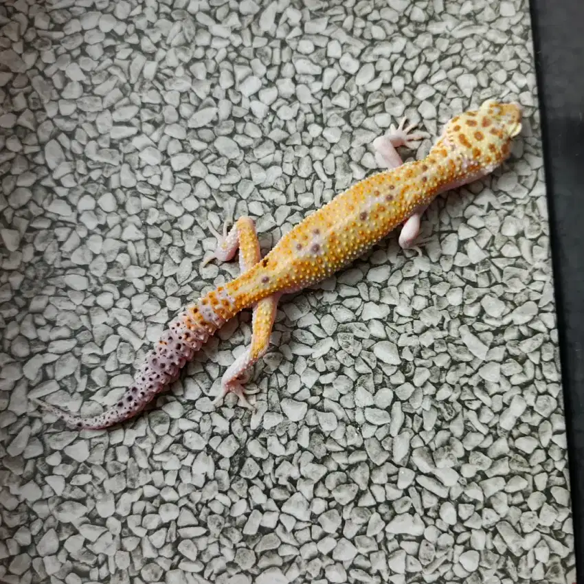 Leopard Gecko Snow Eclipse het tremper