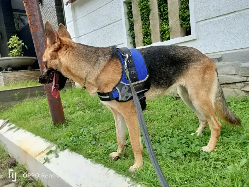 Herder German sheperd betina