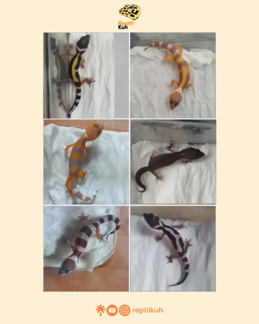 Bundling sepasang Baby Leopard Gecko