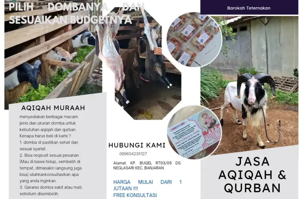 Domba jantan dan betina untuk aqiqah dan qurban