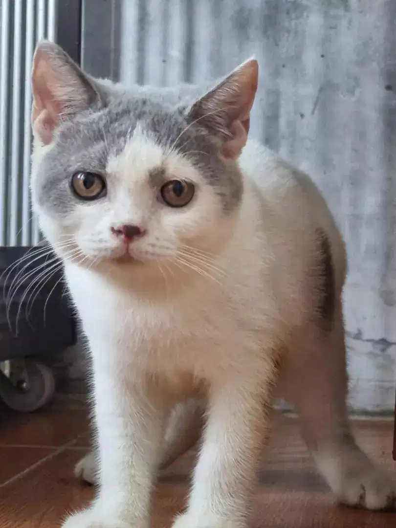 kucing British shorthair blue bicolor pure