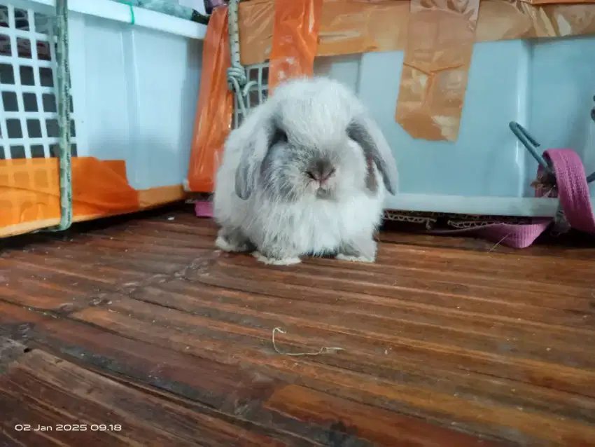 Kelinci hias lucu Holland lop HL