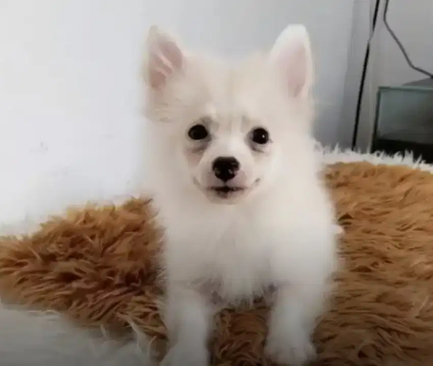 Anjing Mini Pom umur ±2 Tahun