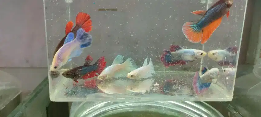 Jual Ikan Cupang Betta HM (Half Moon)