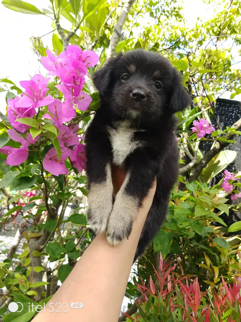 Anakan anjing lucu gemuk gemesin herder mixbreed golden istimewa