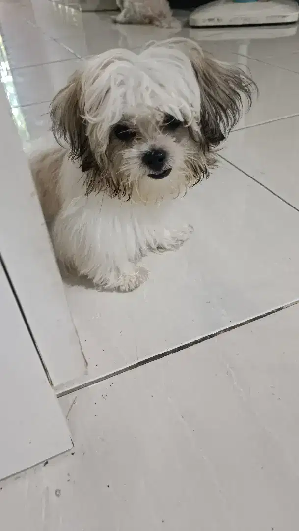 Shihtzu Betina mix 5 bulan