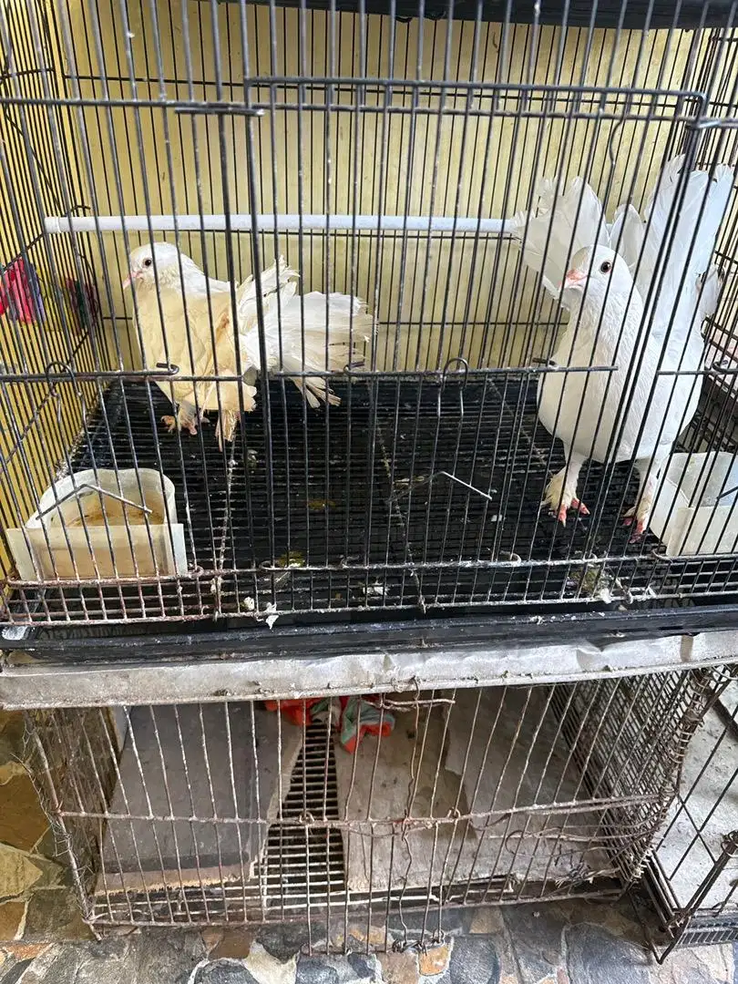 Burung merpati hias