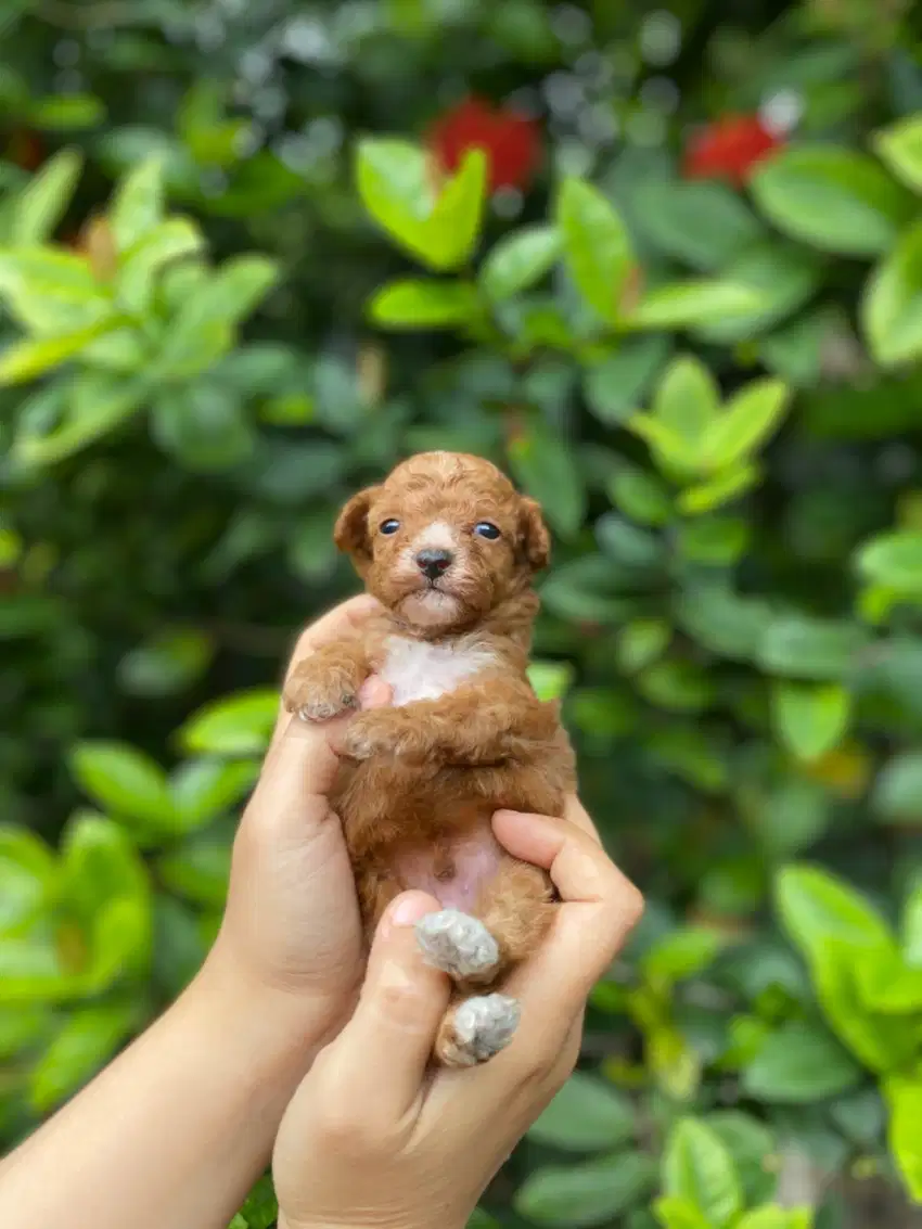 Open Booking Anjing Toy Poodle Tiny Size