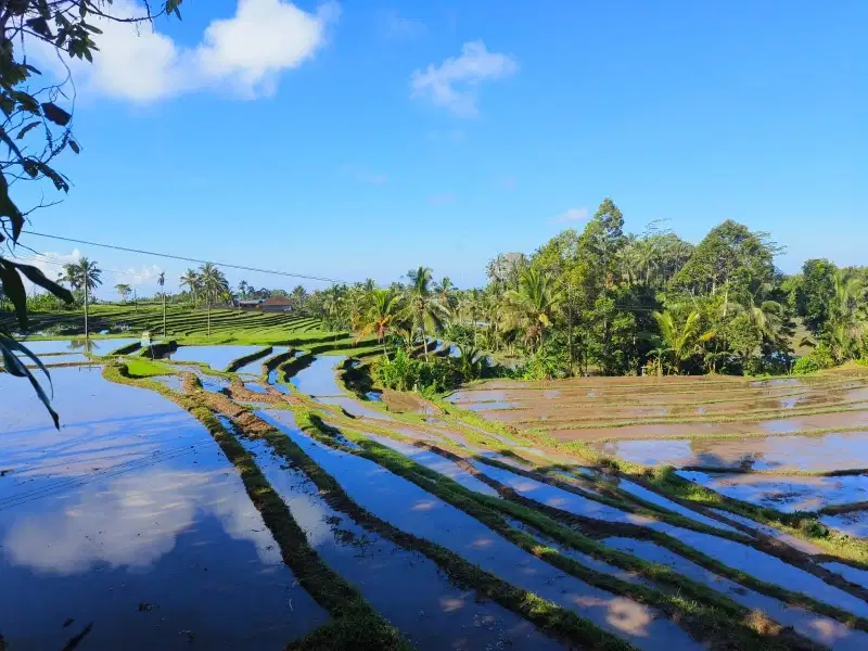 dijual tanah  murah kebun view sawah terasering dan jungle di bali