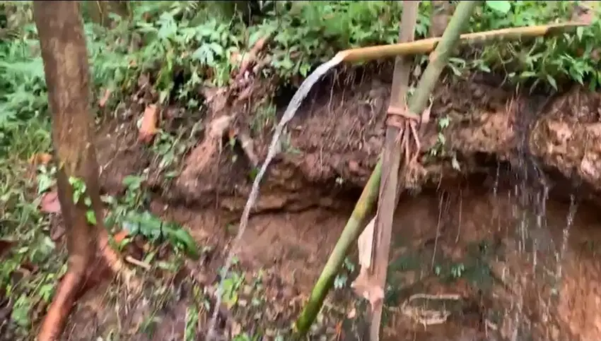 Kebun Kopi di Sanda Pupuan dekat Sava Eco Retreat Bali