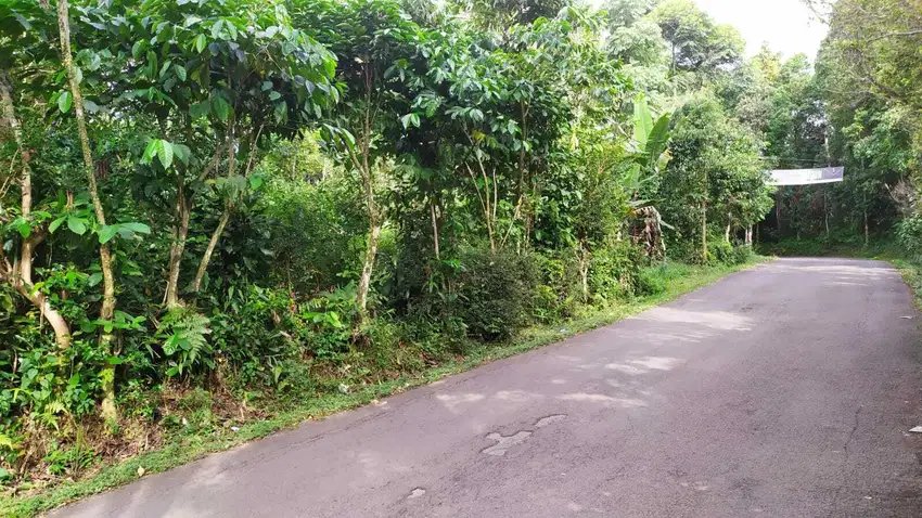 Dijual murah tanah pinggir jalan desa cocok untuk rumah dan berkebun