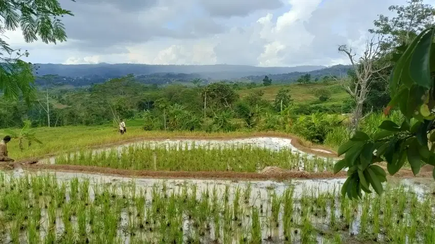 anah Sawah 1,3 Ha Dekat Objek Wisata Bojong Purwakarta