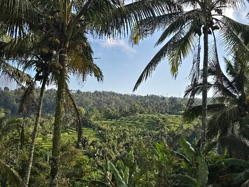 DIJUAL TANAH KEBUN KOPI LOS SUNGAI VIEW SAWAH di tabanan bali