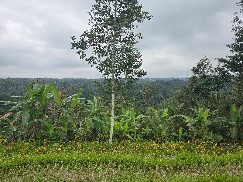 DIJUAL TANAH MURAH DENGAN VIEW LEMBAH DAN BUKIT di tabanan bali