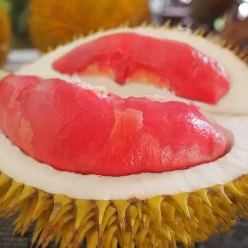 Bibit Durian Merah Asal Banyuwangi Kualitas Unggul Harga Murah