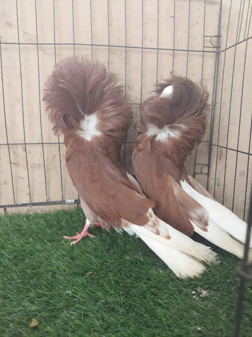 Burung // Merpati Hias Jacobin Sepasang.