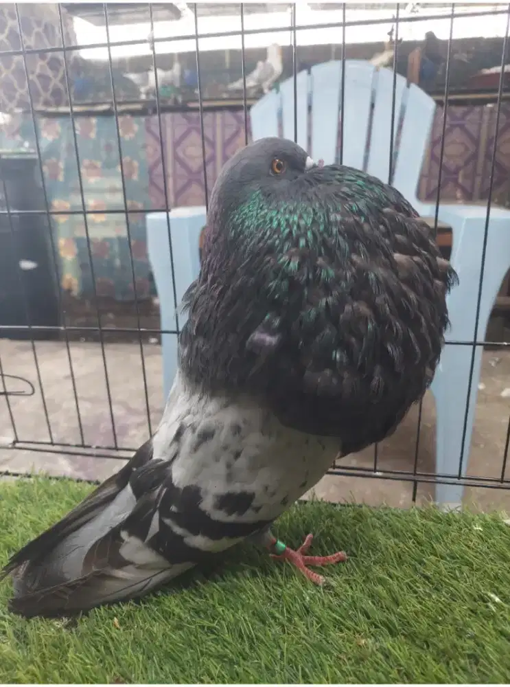 Burung Gondok Gaditano Janta  Trah Impor