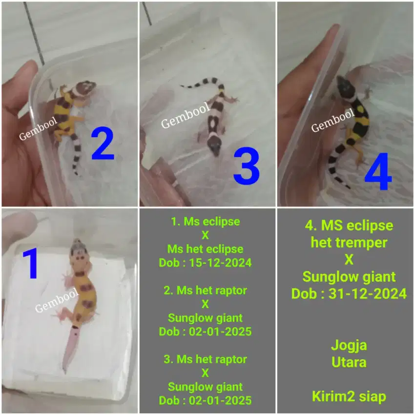 Leopard Gecko baby lucu