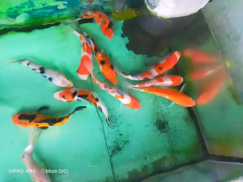 Ikan mas koi / ikan hias aquarium