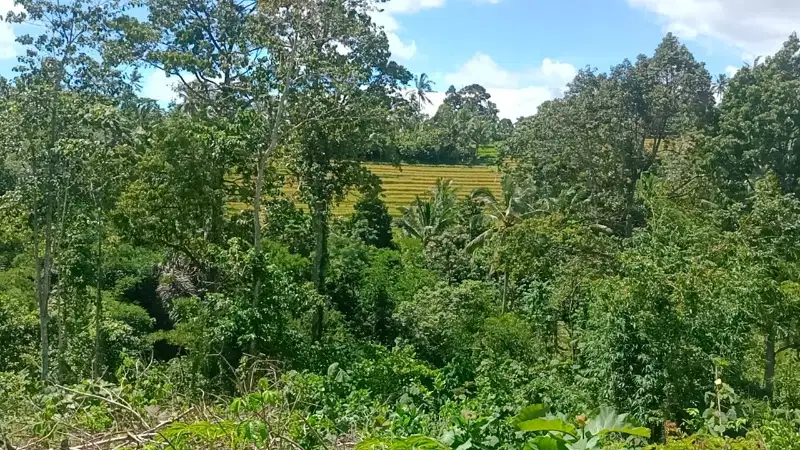 jual tanah kebun luas kecil view sawah murah di tabanan bali.