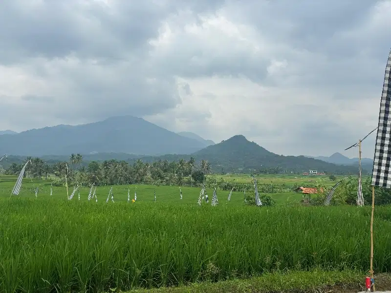 Jual Kavling Sawah Dekat Jalan raya Bogor