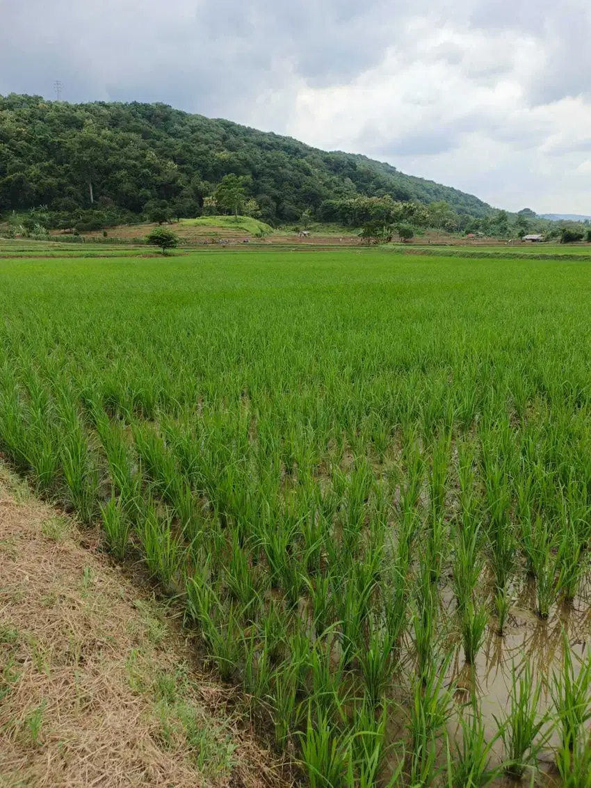 TANAH SAWAH PRODUKTIF DI TOMO KAB SUMEDANG MURAH HARGA BAWAH PASAR