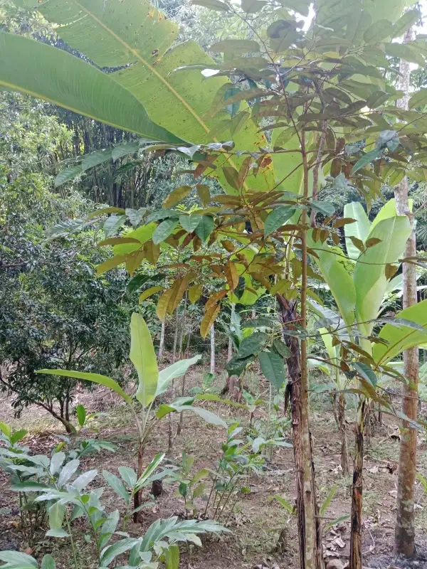 Tanah kebun Cikole Cinalaka cocok utk kebun duren