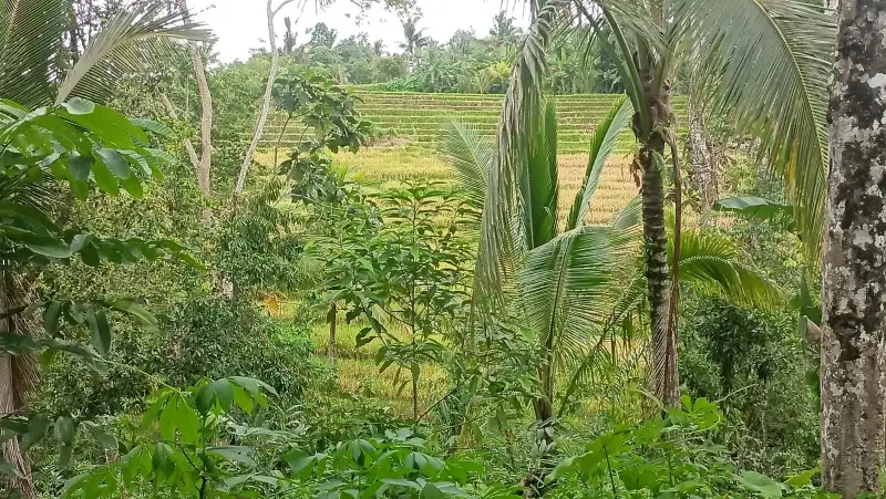 jual tanah kebun luas kecil view sawah los sungai di tabanan bali.