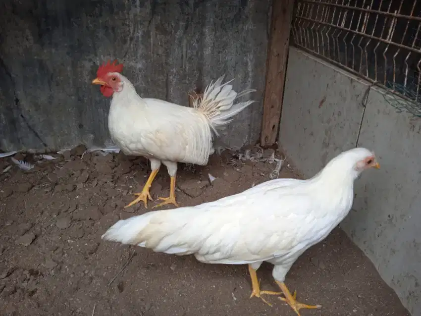 Ayam ekor panjang Onagadori