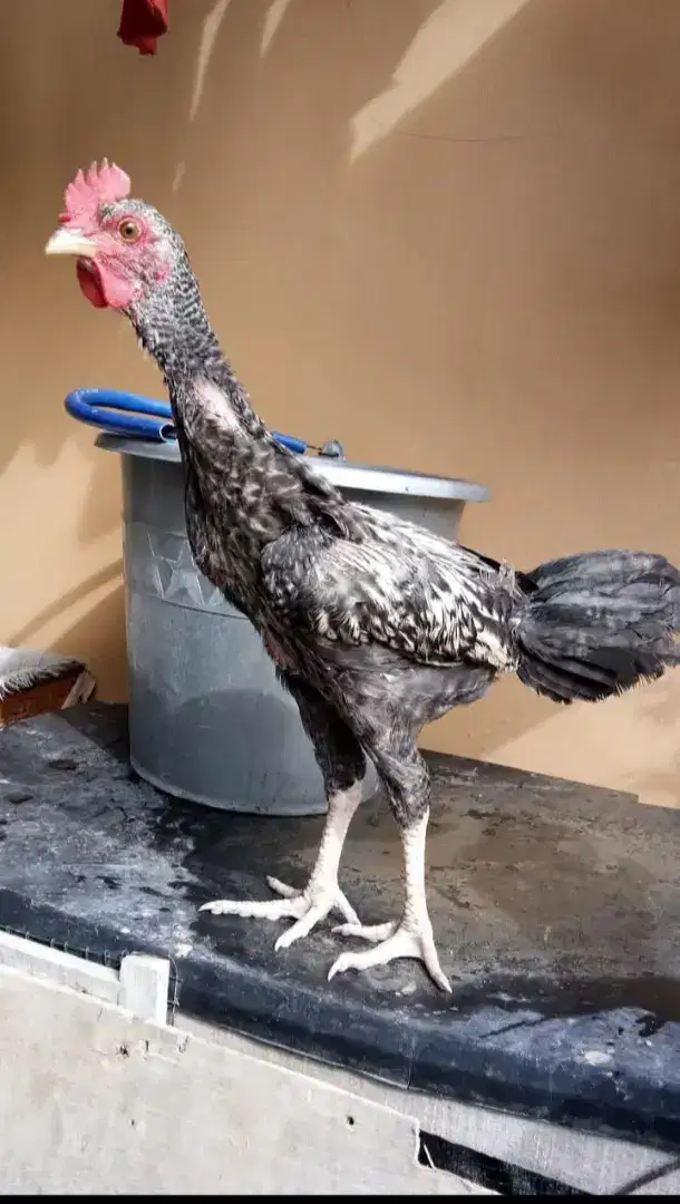 Ayam pelung jantan 3,5 bulanan per ekor 180.000