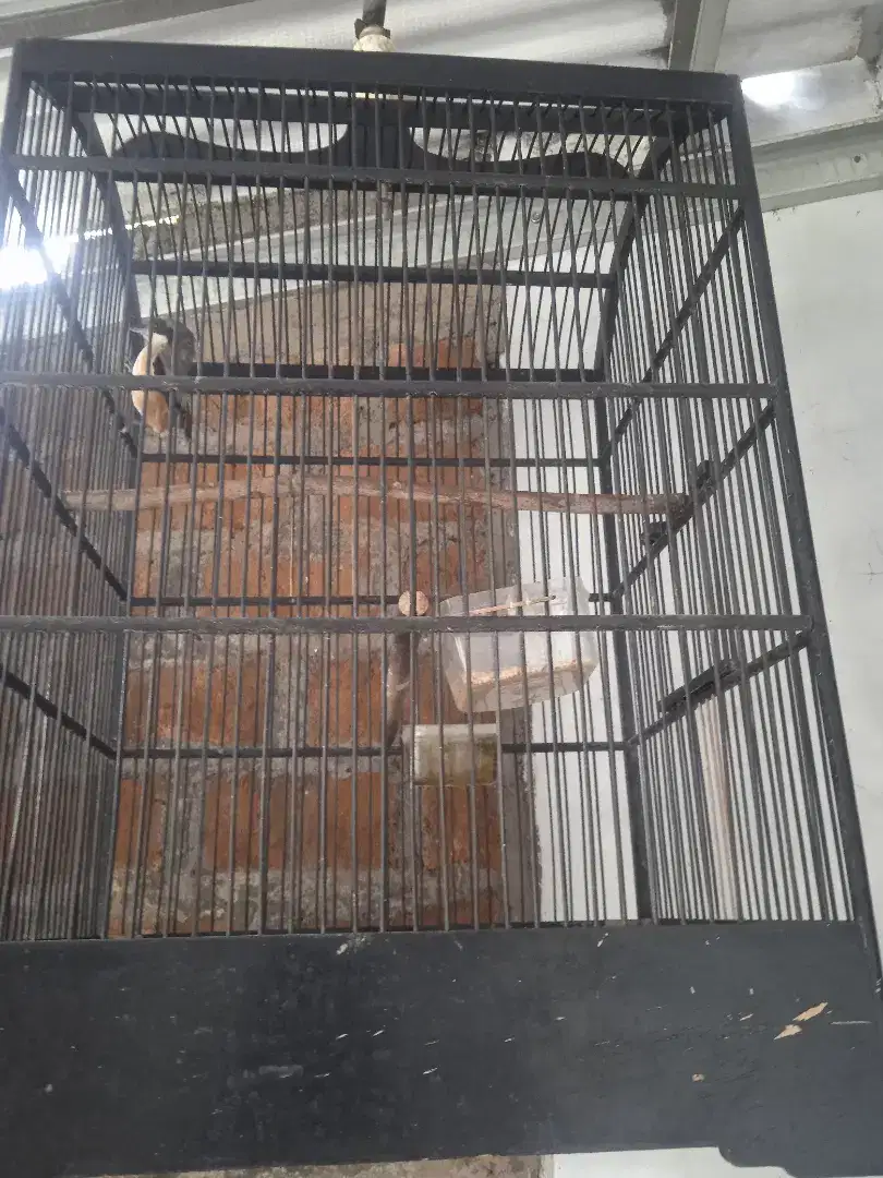 Di jual burung sama kandang nya.