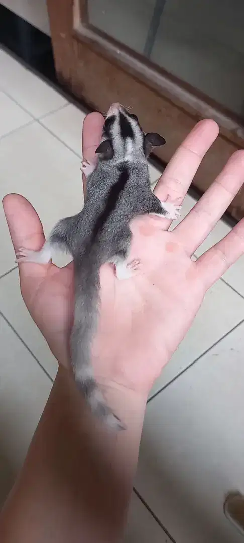 Sugar glider mozaic ringtail