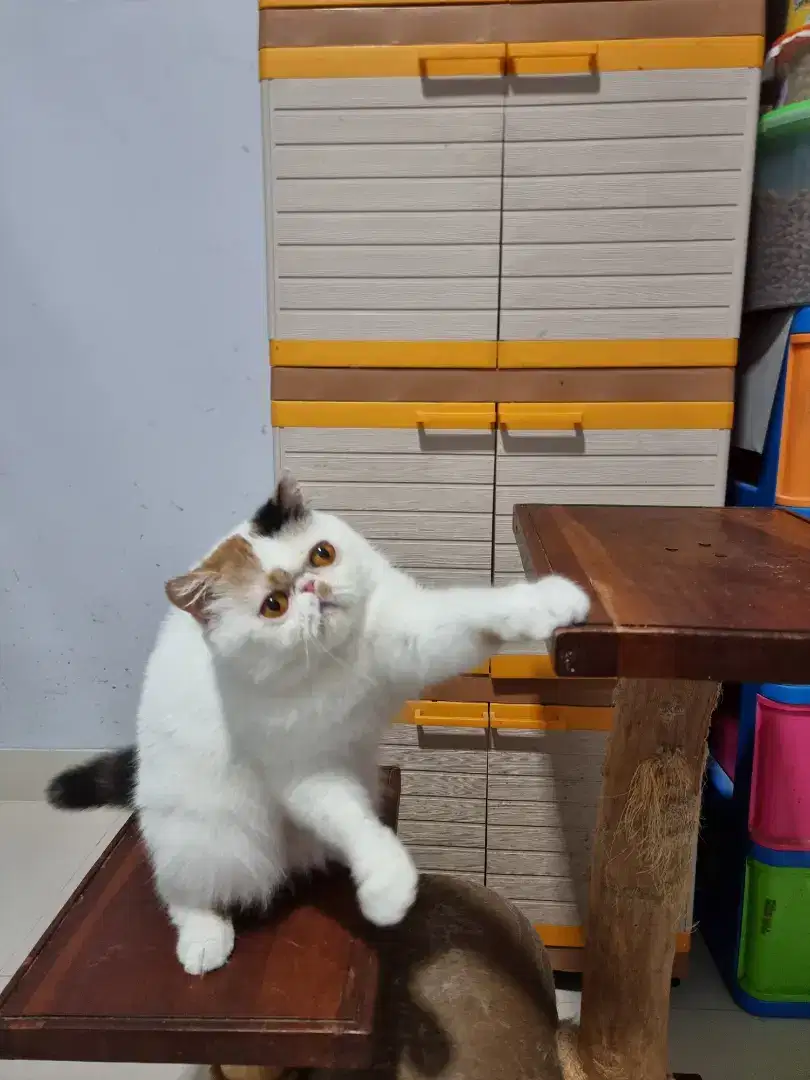 indukan exotic shorthair Quality