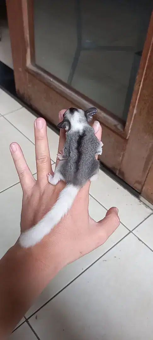 Sugar glider mozaic