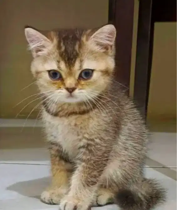 Kucing kitten British shorthair Goldenn super cute betina