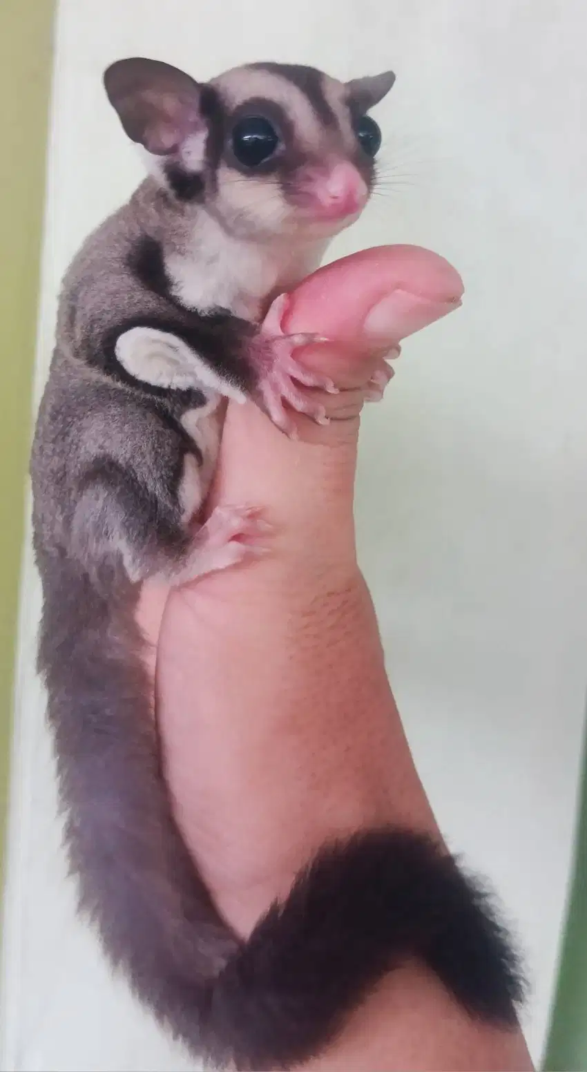 Sugar Glider, Cantik, Bogor