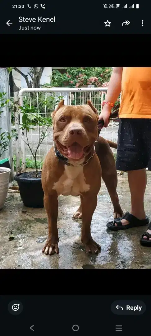 Anakan American pitbull terier Big size