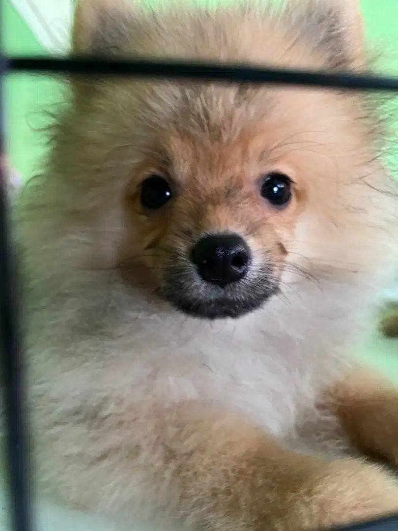 Puppy Pomerian pom