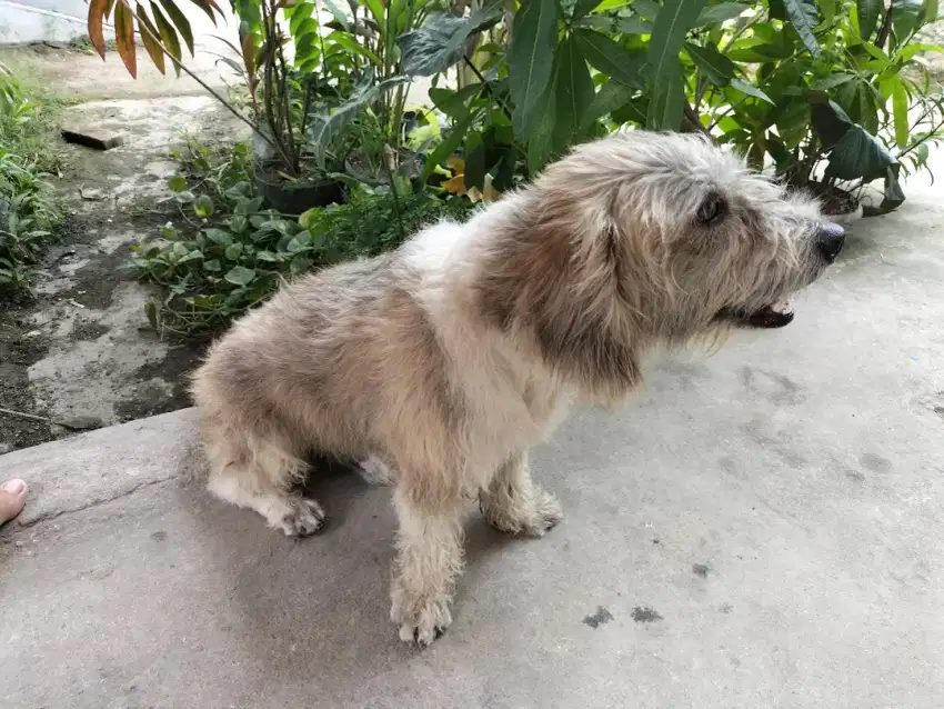 Dijual Anjing/Anabull Terrier